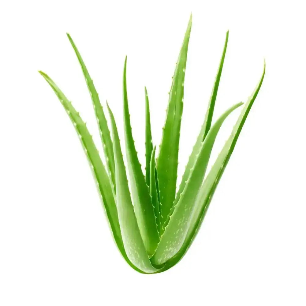 Aloe Vera Gel Moisturizing Soothing Sensitive Cream Lotion Mask Gel